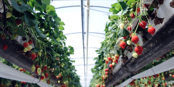 strawberries on the vine featured in greenhouse